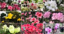 鼎福私家花园23