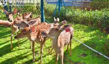 万达寻安鹿园8