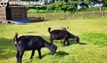 万达寻安鹿园6