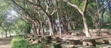 天湖鹭鸟生态风景区19