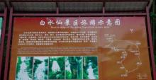 白水仙18