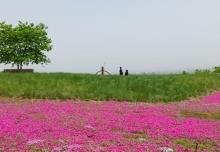 芝樱小镇12