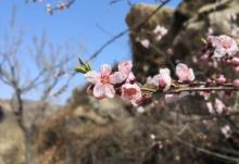 桃花涧19