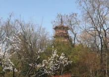 云龙山29