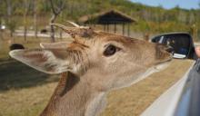 徐州九顶山野生动物园28