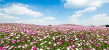 伏热花海庄园20
