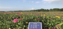 伏热花海庄园22