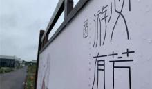游芳月季园12