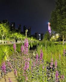 南京国际博览中心青奥公园8