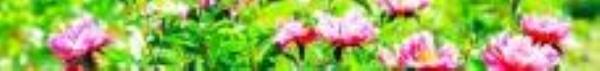 扬州芍药园5