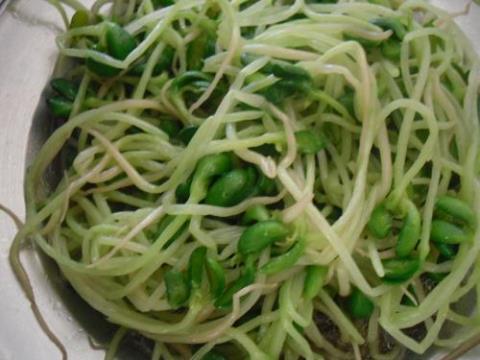 绿豆芽的做法家常做法 绿豆芽做法大全菜谱