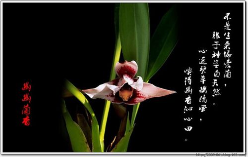 兰花盛开的唯美句子 描写兰花盛开的唯美句子
