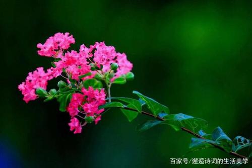看到花开形容突然的惊喜诗句 看到希望怎么形容