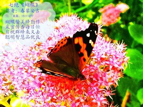 形容人采花的诗句 形容采花的诗句