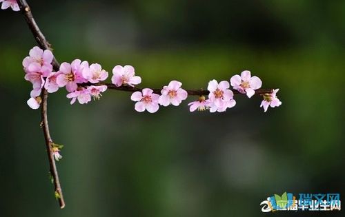 林的优美句子 描写苏州园林的优美句子