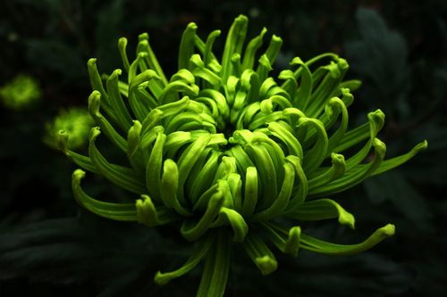 关于描写绿菊花的优美句子大全 关于描写菊花的诗句