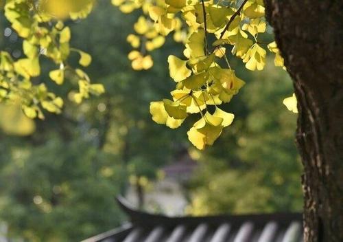 关于修者的唯美句子大全