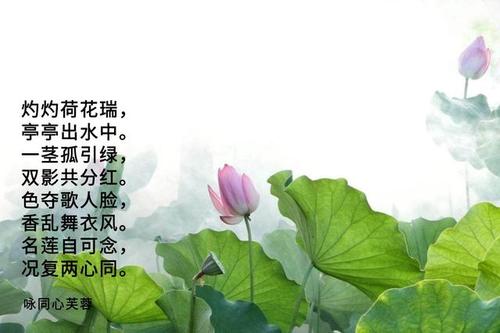 关于文化诗句形容花合集(优选) 关于文化诗句名言