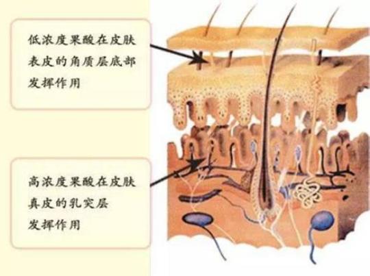 果酸的作用