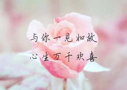关于为爱痴狂唯美句子大全