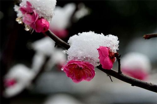 白雪红梅图片 白雪红梅图片大全大图