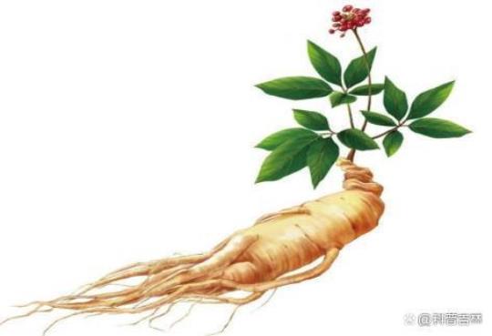 人参在秋天能放自然温度吗?？