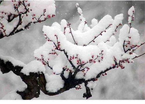 关于梅花思乡诗句合集(实用) 关于梅花思乡的诗句