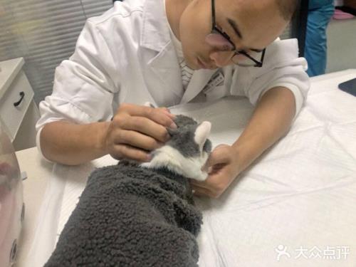 石家庄宠物医院哪家好 石家庄最新疫情