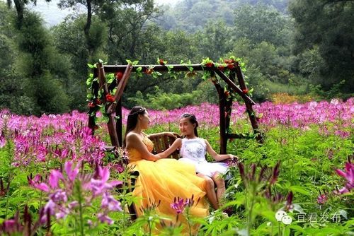 关于丛林花海优美的句子大全