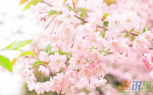 关于秋季樱花的唯美句子大全 芝樱花秋季开花吗