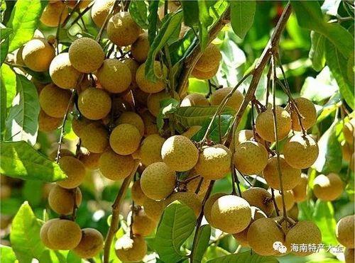 海南热带水果 海南房价2022年最新房价