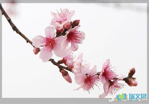 关于描述花句子唯美大全 描述爱情的句子