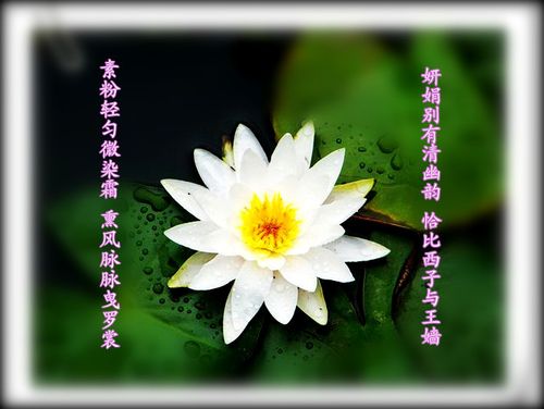 关于形容花娇羞的诗句合集(精选) 形容娇羞的诗句