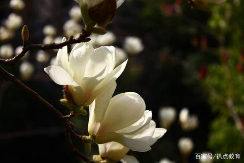 关于形容玉兰花的诗句五言合集(通用) 形容玉兰花的诗
