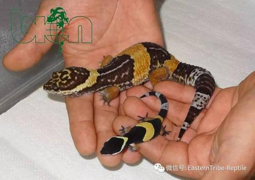豹纹守宫价格 豹纹状眼底需要治疗吗