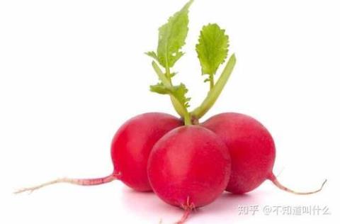 东北雌性红萝卜 东北制药股票股吧