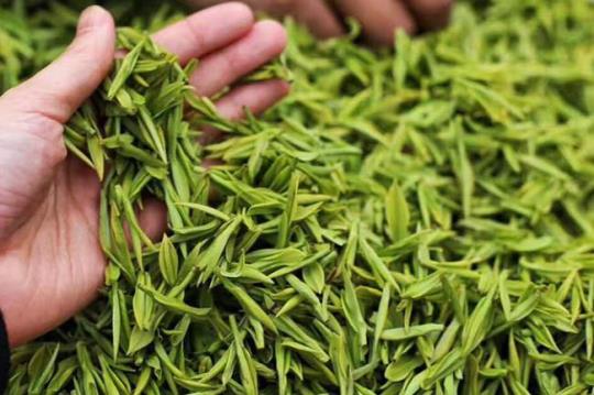 信阳毛尖是什么茶 信阳毛尖是什么茶类