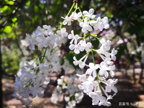 关于丁香结的诗句秋季合集(通用) 关于丁香诗句有哪些
