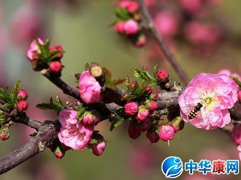 关于古人描写春花的诗句合集(通用) 关于古人描写瓜子的诗