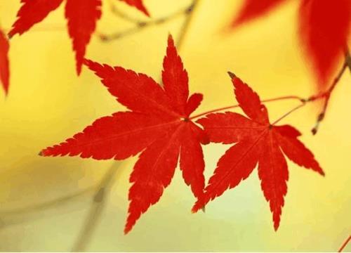关于枫叶的诗句相思合集(通用) 描写枫叶的诗句