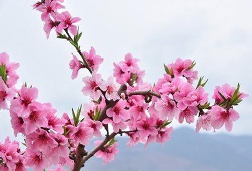 关于2017桃花的优美句子大全 2017年桃花位