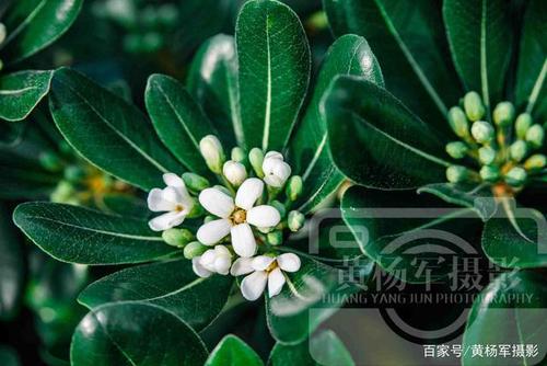 关于赞美海桐花的优美句子大全
