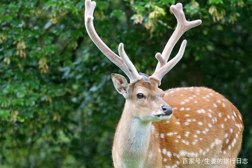 关于形容梅花鹿优美的句子大全 形容梅花鹿的外貌描写