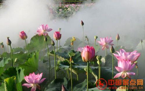 关于形容莲花心境的诗句合集(优选) 夏天的莲花怎么形容