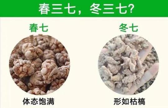 怎样选三七哪种好