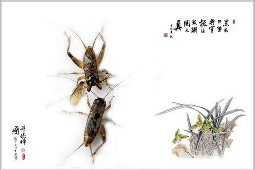 关于蟋蟀的诗句古诗合集(优选) 有关蟋蟀的诗句有哪些四年级