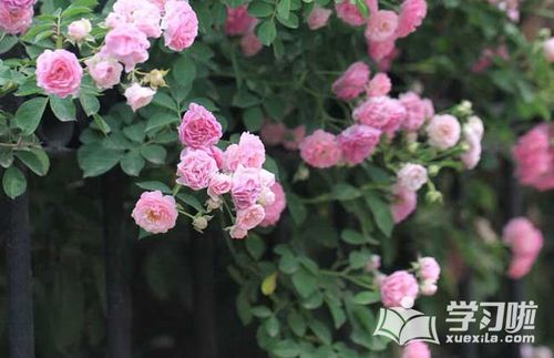 关于形容花多的优美句子大全 形容花比较多