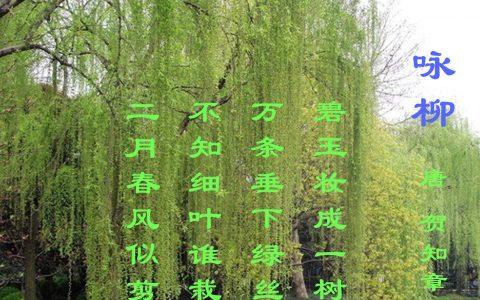 关于有那些柳树的诗句合集(精选) 柳树能接那些树