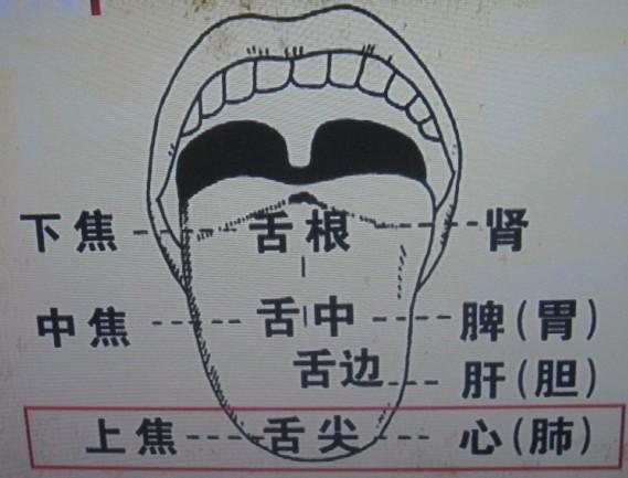 五脏在舌头上的分布图 