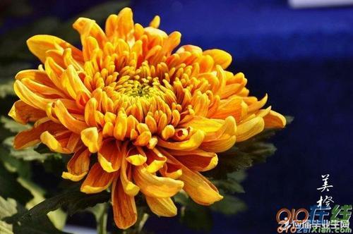关于菊花娃娃优美句子大全 菊花娃娃绘本教案
